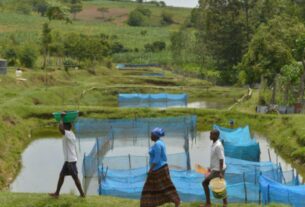 fao fishing tilapia1