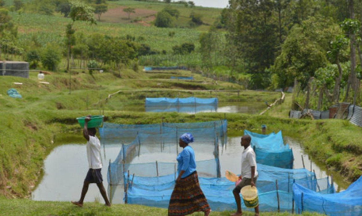 fao fishing tilapia1