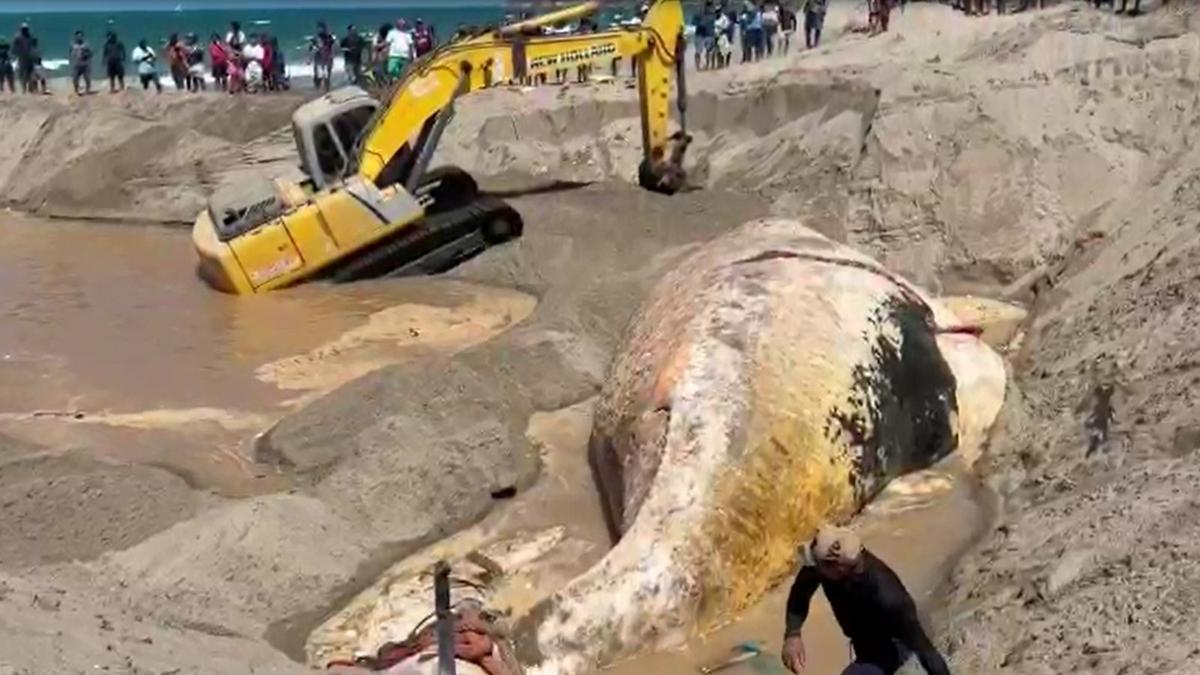 Operação finaliza enterro de baleia de 13 metros em Icapuí após polêmica 1 confira como foi enterro de baleia encalhada no ce
