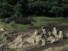 criaturas do grande azul pinguins e leao marinho 02 credito divulgacao love nature