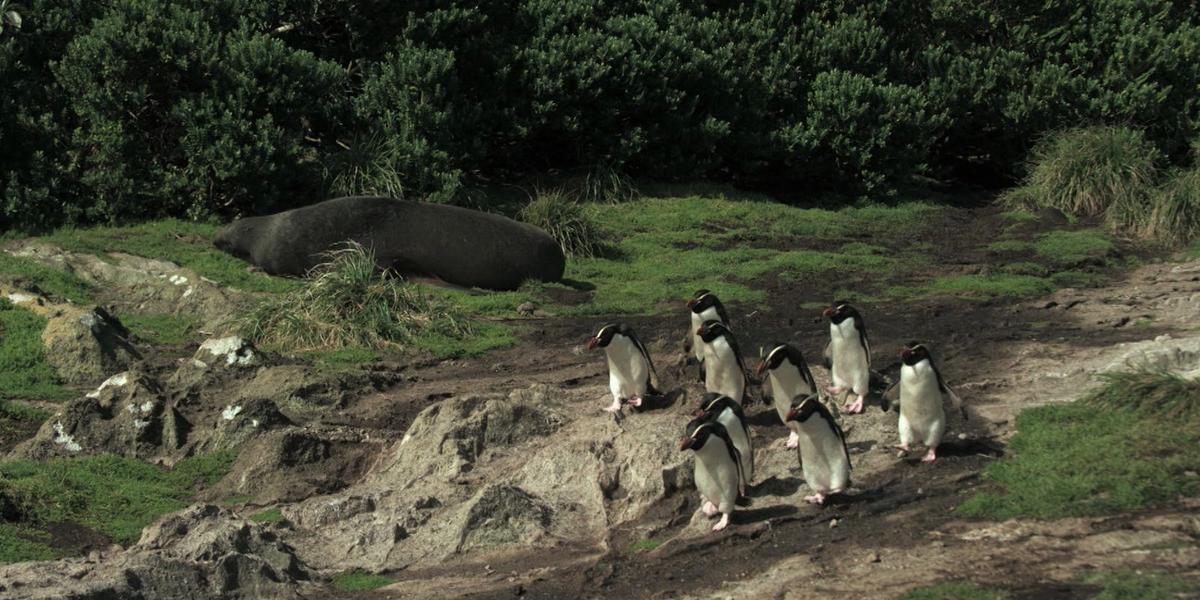 Documentário 'Criaturas do Grande Azul' estreia na TV Brasil mostrando os mistérios dos oceanos 1 criaturas do grande azul pinguins e leao marinho 02 credito divulgacao love nature