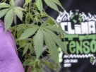 marcha maconha sp 07